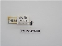 藏品(小腿紅琉璃花天牛)的圖片